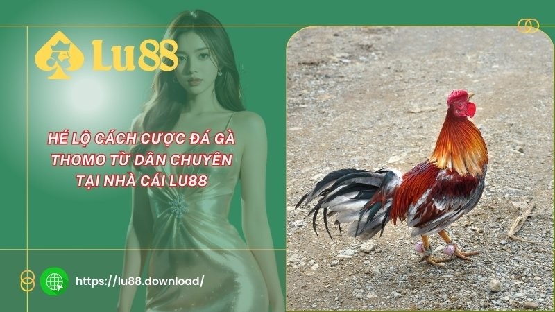 Hé lộ cách cược đá gà Thomo từ dân chuyên tại nhà cái LU88