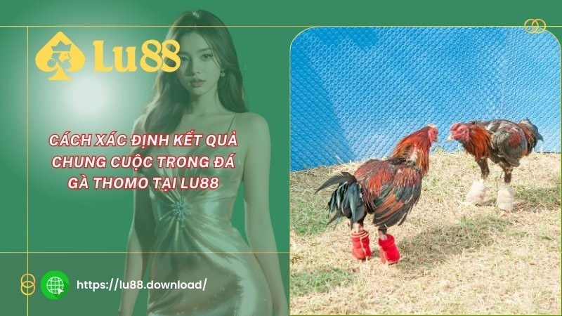 Cách xác định kết quả chung cuộc trong đá gà Thomo tại LU88