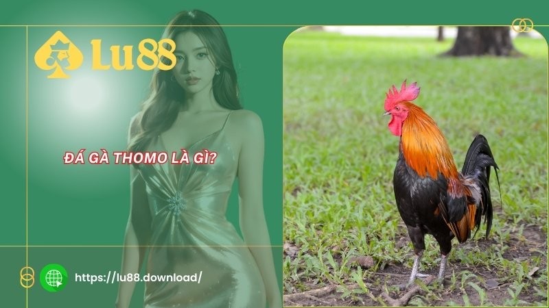 Đá gà Thomo là gì?